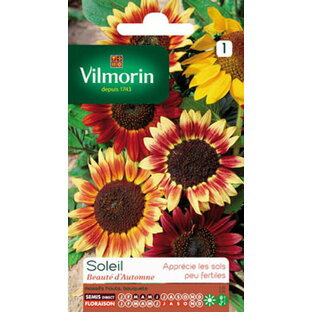 【フランスの草花の種】Vilmorin社 ひまわり・ Beaute d‘ Automne グラデーションが綺麗なヒマワリ おしゃれな向日葵の画像