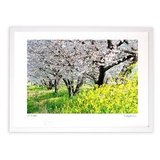 版画 絵画 桜並木と菜の花 アートフォト 壁掛け 額入り Mサイズの画像