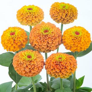 花の種（営利用）ジニア ヒャクニチソウ クイーン ライムオレンジ 1000粒 サカタのタネ 種苗（メール便発送）の画像