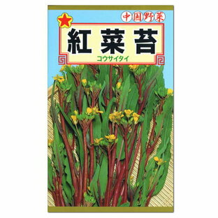 トーホク 紅菜苔 種 コウサイタイ 家庭菜園 紅菜花 べになばな こうさいたいのタネ 種子 たねの画像