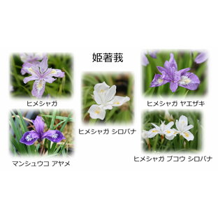 選んで5点 アヤメ 科植物 科名 アヤメ科 開花時期5月～ 成長丈 草丈10cm～の画像