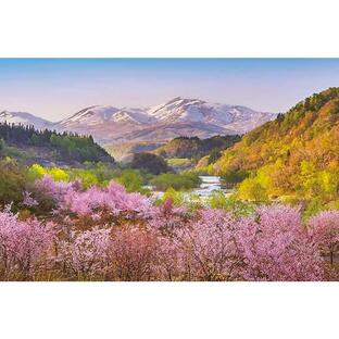 ジグソーパズル 1000ピース 春茜 月山と大山桜 国内風景 APP-1000-910の画像