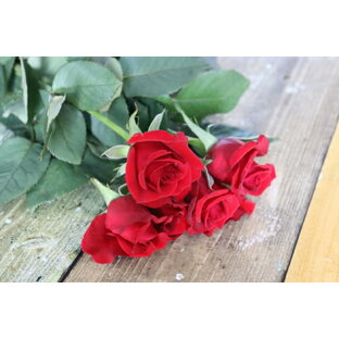 「生花」バラ 5本 色選べる 最高級な花材を提供 市場直送 「情熱」 「熱烈な恋」 花束 アレンジメント ブーケ 50cmの画像