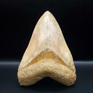 極上 メガロドン 歯 化石 本物 インドネシア 102.90mm プレゼント ギフト mg12の画像