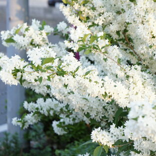 【ウツギ属】姫ウツギ卯の花白花3.5号ポットの画像