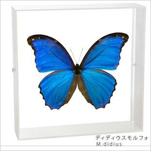 昆虫標本 蝶の標本 ディディウスモルフォ アクリルフレーム 白の画像