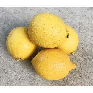 自然栽培 レモン(500g)★広島県産★瀬戸内海の恵まれた気候の中ですくすく育った、安心安全の完全無農薬・無肥料の柑橘★自然の恵みが詰まっています♪の画像