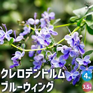 ITANSE クレロデンドルム ブルーウィング 花木苗 3.5号ポット/お買い得4個セット 花苗 花の苗 クレロデンドルムの画像