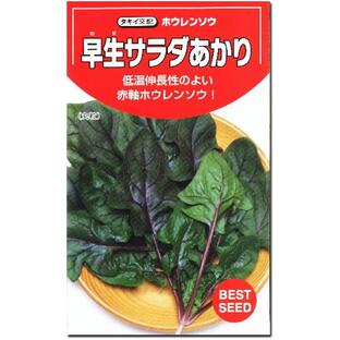 ホウレンソウ 種子 早生サラダあかり 9ml ほうれん草の画像