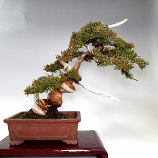 盆栽 糸魚川真柏 貴風盆栽 ジン シャリ神 舎利 bonsai 販売の画像