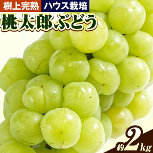 【ふるさと納税】ぶどう【2024年発送】岡山県備前市産 樹上完熟 桃太郎ぶどう(ハウス栽培) 約2kg フルーツパークびぜん《8月上旬-9月下旬頃出荷》岡山県 備前市 桃太郎ぶどう 桃太郎 ぶどう ハウス栽培 葡萄 フルーツ 果物の画像