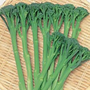 野菜の種/種子 スティックセニョール・茎ブロッコリー 10ml（メール便発送）サカタのタネ 種苗の画像
