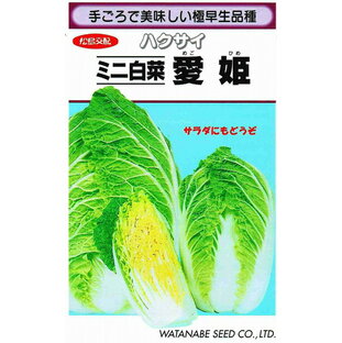 【 愛姫 】 白菜 種 白菜の種 種子 ミニ白菜 渡辺採種場 松島交配の画像