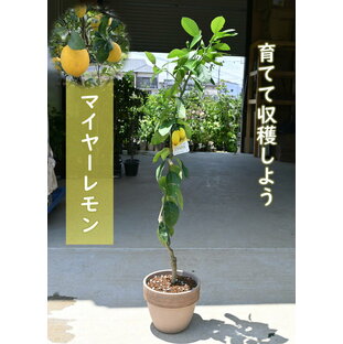 鉢植えで育てるレモン マイヤー果樹 レモン鉢植え  テラコッタ鉢入り レモンを育てよう 檸檬の鉢植え 果樹栽培の画像