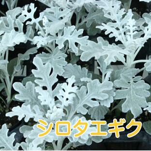 ◆シロタエギク 9センチポット 苗 3号 しろたえぎく 白妙菊の画像