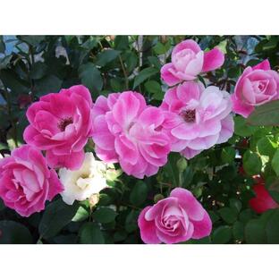 ★バラ苗★ＣｌＦ★ つるブリリアント ピンク アイスバーグ ◎つるアイスバーグの枝変わり♪ ６号の画像