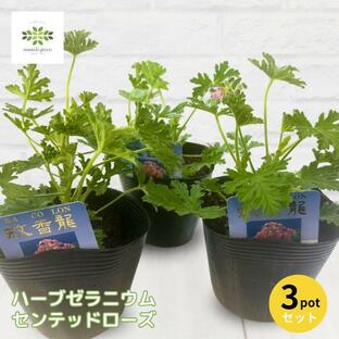 ハーブ苗 蚊よけ ハーブゼラニウム センテッドローズ 蚊避け 蚊よけ植物 虫除け 3.5号ポット 3ポットセットの画像