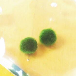 養殖マリモ Ｓサイズ ２個 水草 まりも 毬藻 アクアリウム パック 水道水で育成可能 北海道 販売 通販 雑貨 小物 グリーン 緑 グッズ アイテムの画像