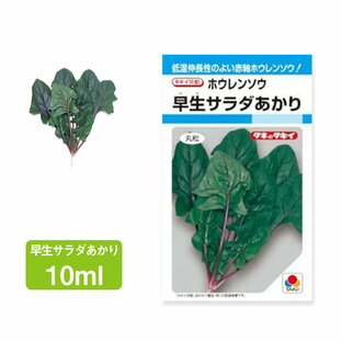 ホウレンソウ 【タキイ交配】早生サラダあかり 10ml ほうれんそう ほうれん草 家庭菜園 野菜 種 ガーデニング 栽培 農業 野菜作り 野菜 おすすめ サラダの画像