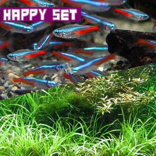 (熱帯魚)ハッピーセット (水草)おまかせ水草 15本  ＋ ネオンテトラ SM 10匹の画像