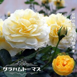 四季咲き強香つるバラ グラハムトーマス 6号ポット ２年生大苗の画像