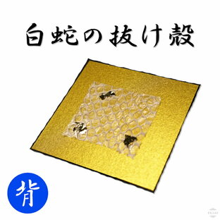 開運 白蛇 背部 抜け殻 白ヘビ 金運アップ 祈願済み 白へび 蛇 抜殻 縁起物 本物 宝くじ 金運 お金 金 浄化 脱け殻 祈願 神社 財布 ハンドメイドの画像