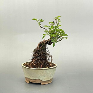 盆栽 ミニ盆栽 小町野薔薇 鉢は丹波立杭焼 丹山作 bonsai 販売の画像
