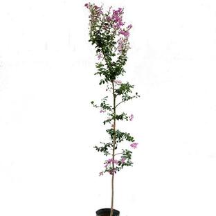 サルスベリ 紫花 樹高1.8〜2.0m前後(根鉢含まず) 単品の画像