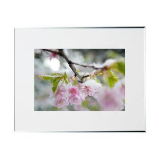 春の写真 桜隠し FF171S 季節の額装写真 裏打ち加工 ピクトマッチの画像