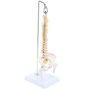 KIYOMARU 1/2サイズなのに高精度かつグニャと背骨を動かせるミニ脊柱模型 約45cm 人体模型 骨模型 骨格標本 骨盤 理学療法士監の画像