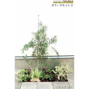 オリーブセット2   オリーブ(樹高約1.5m) コデマリ(15cmポット) アベリア・コンフェッティ(15cmポット) クリスマスローズ(12cm) セイヨウイワナンテン・レインボー(10.5cmポット) セキショウ斑入り(10.5cmポット) 庭木・植栽セットの画像