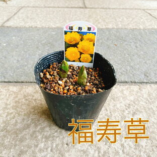 【山野草】福寿草 縁起物 黄色い花 苗 花苗 耐寒性多年草 2芽入の画像