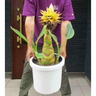 【現品】地湧金蓮 チュウキンレン （別名：バナナの木・耐寒性バナナ）  10号鉢（観葉植物）t6番 今時期は新しい葉がどんどん展開するため、発送時は緑の葉をカットする場合がございます。の画像