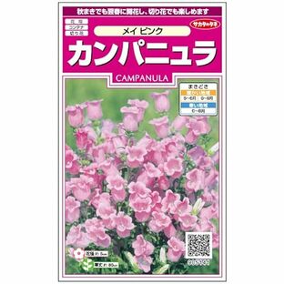 サカタのタネ 実咲花5141 カンパニュラ メイ ピンクの画像