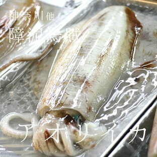 アオリイカ 約1キロ 神奈川 他 豊洲直送 鮮魚【アオリイカ1K】 冷蔵の画像