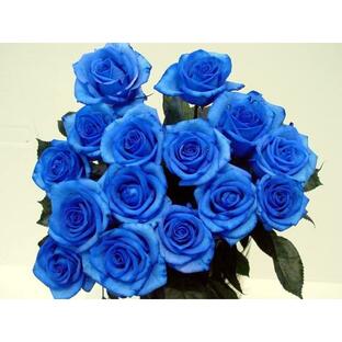 ”ベンデラブルー”青いバラ 青バラ 生花 誕生日の花 プレゼント 通販 １本から買えます ３種類の青いバラ 一番売れている色の画像
