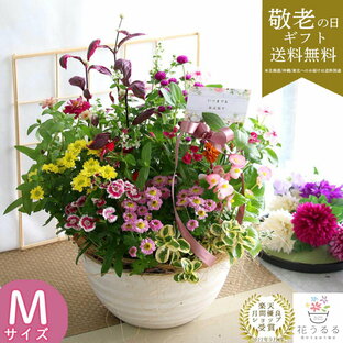 敬老の日 遅れてごめんね配送 ／花 寄せ植え 「花うるるの敬老の日アレンジver.M」(花 おしゃれ 玄関 ベランダ 祖母 ガーデニング プレゼント ギフト 鉢植え 秋 敬老 フラワー おばあちゃん おじいちゃん 花 花ギフト 鉢花 孫 70代 60代 50代 秋の花 生花の画像