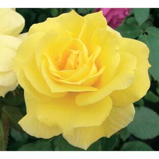 バラ フリージア Rosa ‘Friesia’(F) 接木新苗 1本（当店販売価格1600円のところ、800円にて）の画像