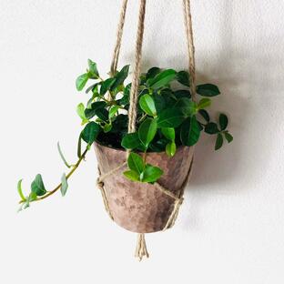 観葉植物 吊り下げ つる性ガジュマル フィカスシャングリラ 木の香りがする鉢 インテリア 壁掛けの画像
