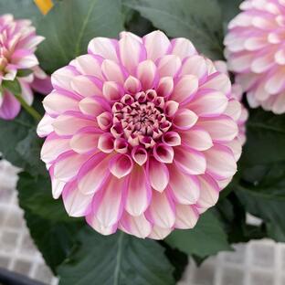 マダムダリア 苗 ローズスワール 2株 花苗 花の苗 ダリア ポット苗の画像