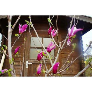 【大型商品】モクレン（木蓮） 紫花 樹高2.5m前後 露地苗 低木 落葉樹の画像