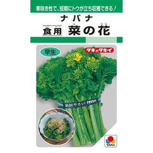 タキイ種苗 葉菜 食用 菜の花 MFの画像