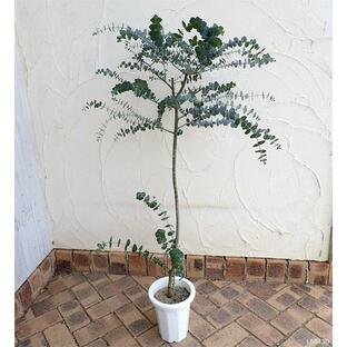 花木 庭木の苗/ユーカリ：ベイビーブルー6号鉢植えの画像