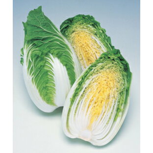 ミニ白菜種子 タキイ種苗 野菜の種 CRお黄にいり ペレット種子100粒の画像