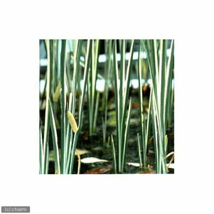（山野草）斑入りニオイショウブ（香り菖蒲）（1ポット分）【HLS_DU】の画像