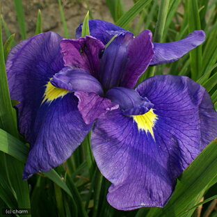 （ビオトープ）水辺植物 花菖蒲 初紫（ハツムラサキ）江戸系中輪藤色明紫三英花（1ポット）【HLS_DU】の画像