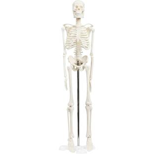 シンプルな1/4サイズの全身骨格模型 人体模型 ミニ 理学療法士監修 骨格標本 骨模型 卓上サイズ 約45cm 動かせる大関節の画像