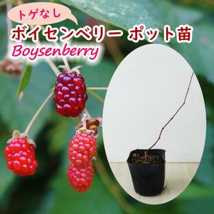 「 とげなし ボイセンベリー 」 苗 苗木 9cmポット キイチゴ 木苺 チェッカーベリー オオミコウジ アドベリー boysenberryの画像