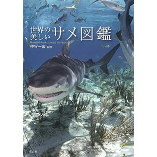 世界の美しいサメ図鑑の画像