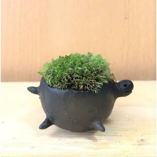 亀 小さな苔の世界 苔盆栽 炭化焼締鉢 苔 こけ コケ かめ カメ 真山茜 モスモスの画像